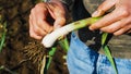 Farmer is cleaning young garlic plant just picked it from field.