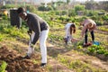 male farmer digging empty beds