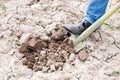 Male farmer digging