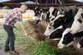 Male farmer farm worker feeding cows with hay in hangar Royalty Free Stock Photo