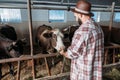 Male farmer feeding cows Royalty Free Stock Photo