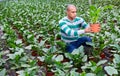 Male farmer in a greenhouse inspects an Aspidistra plant .