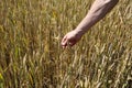 Male farmer hand touch and check wheat spikelets at field