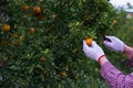 Male farmer harvest picking fruits in orange orchard.orange tree