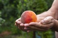 Male farmer holding a bright, juicy peach in hands on a green ba