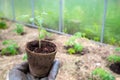 Male farmer holding organic pot with tomato plant before planting in into the soil. Man prepares to plant little tomato plant into Royalty Free Stock Photo