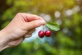 male farmer is holding a ripe gean berries Royalty Free Stock Photo