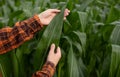 Male farmer inspects and inspects corn leaves. Pest control in agriculture