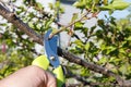 Male farmer with pruner shears the tips of apricot tree