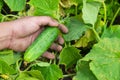 Male farmer man harvest cucumbers in garden in field, taking cucumber in hand. Garden worker gather the harvest Royalty Free Stock Photo