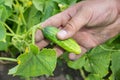 Male farmer man harvest cucumbers in garden in field, taking cucumber in hand. Garden worker gather the harvest Royalty Free Stock Photo