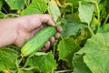 Male farmer man harvest cucumbers in garden in field, taking cucumber in hand. Garden worker gather the harvest Royalty Free Stock Photo