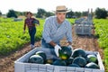 Male farmer neatly stacks watermelons in a large box for transportation from field to warehouse