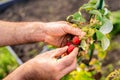 Male farmer picking fresh raspberries in the garden Royalty Free Stock Photo