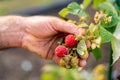 Male farmer picking fresh raspberries in the garden Royalty Free Stock Photo