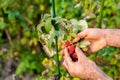 Male farmer picking fresh raspberries in the garden Royalty Free Stock Photo