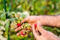 Male farmer picking fresh raspberries in the garden Royalty Free Stock Photo