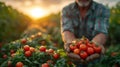 Male farmer picking fresh tomatoes from his hothouse garden