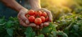 Male farmer picking fresh tomatoes from his hothouse garden