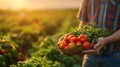 Male farmer picking fresh tomatoes from his hothouse garden