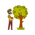 Male farmer picking red apples from tree, gardener at work vector Illustration on a white background