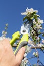Male farmer with pruner shears branches of apple tree Royalty Free Stock Photo