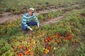 Male farmer regrets lost tomato crop after disaster