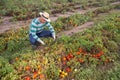 Male farmer regrets lost tomato crop after disaster