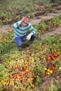 Male farmer regrets lost tomato crop after disaster