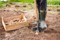 Male Farmer In Rubber Boots With Shovel And Potatoes In Ground I
