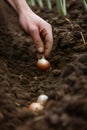 A male farmer\'s hand plants a young onion in the ground, Generative AI 1