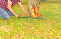 Male farmer sawing old tree. Middle aged man cutting fruit tree down. Mature man, gardener in summer