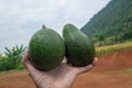 Male Farmer Show His Avocado Corps in His Hand, Healthy Fruit with many Nutritions from Agricultural Royalty Free Stock Photo