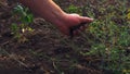 Male farmer is sifting the earth through the palms on the kailyard.