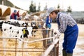 Male farmer taking care of calves at cow farm