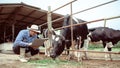 Male farmer using laptop checking on his livestock and quality of milk in the dairy farm .Agriculture industry, farming and Royalty Free Stock Photo