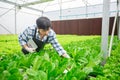 Male farmer using tablet checking quality of vegetable hydroponic at greenhouse. Concept of vegetables health food. Smart farm Royalty Free Stock Photo