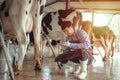 Male farmer working and checking on his livestock in the dairy farm .Agriculture industry, farming and animal husbandry concept , Royalty Free Stock Photo