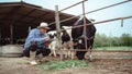 Male farmer working and checking on his livestock in the dairy farm .Agriculture industry, farming and animal husbandry concept , Royalty Free Stock Photo