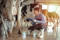 Male farmer working and checking on his livestock in the dairy farm .Agriculture industry, farming and animal husbandry concept , Royalty Free Stock Photo