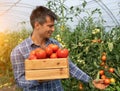 Male farmer working in greenhouse checking tomato fruits Royalty Free Stock Photo