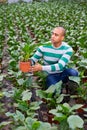 Male farmer in a greenhouse inspects an Aspidistra plant .