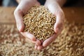 Male farmers hands holding malt or cereal grains