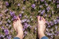 Male feet in crocus or saffron flowers field