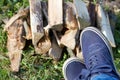 Male feet in sneakers. The wood for the grill is visible. Close-up shot Royalty Free Stock Photo