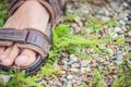 Male feet trample ambrosia, causing allergy in many people