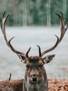 Male fellow deer, looking directly into camera Royalty Free Stock Photo