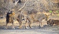 Male and Female Adult Asiatic Lions with Two Cubs - Lion Family Moments - Panthera Leo Leo - in Forest, Gir, India, Asia Royalty Free Stock Photo