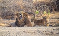 Male and Female Adult Asiatic Lions with Two Cubs - Lion Family Moments - Panthera Leo Leo -  Sitting in Forest, Gir, India, Asia Royalty Free Stock Photo