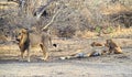 Male and Female Adult Asiatic Lions with Two Cubs - Lion Family - Panthera Leo Leo - Roaring Lion in Forest, Gir, India, Asia Royalty Free Stock Photo